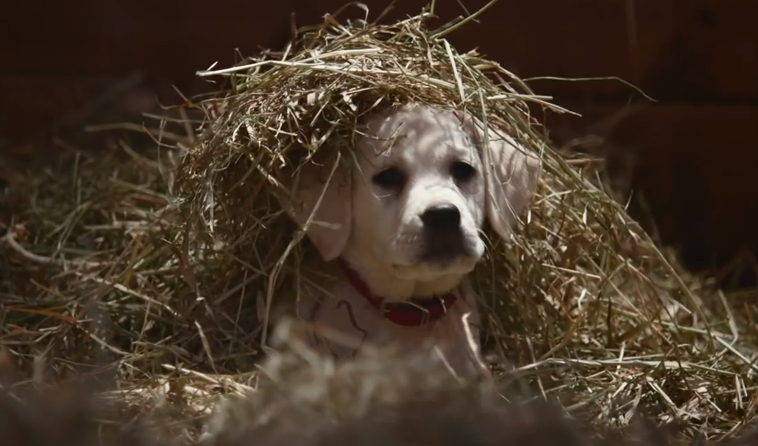 2015 Superbowl adverts – what caught our eye